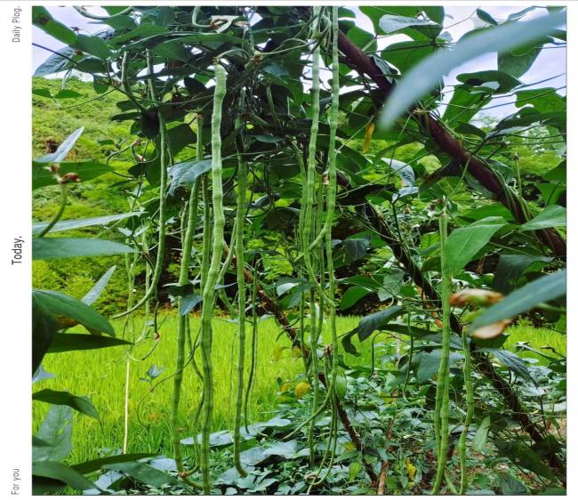 菜園風(fēng)采